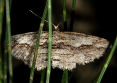 Syneora strixata