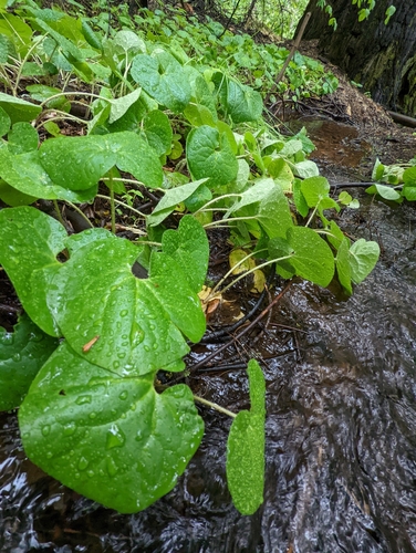 Asarum lemmonii