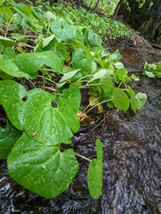 Asarum lemmonii