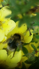 Bombus jonellus
