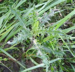 Cirsium arvense arvense