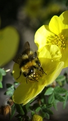 Bombus jonellus