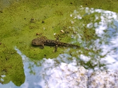 Salamandra salamandra