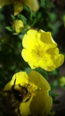 Bombus jonellus