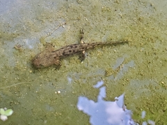 Salamandra salamandra