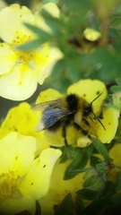 Bombus jonellus