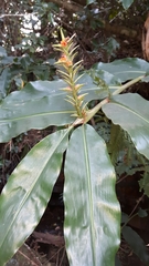 Hedychium