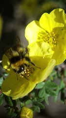 Bombus jonellus