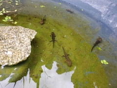 Salamandra salamandra