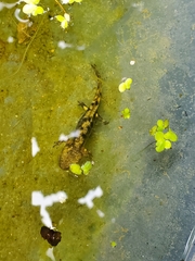 Salamandra salamandra