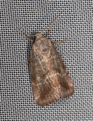 Phyllophila obliterata