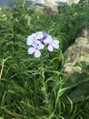 Hesperis matronalis matronalis