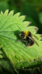 Bombus pratorum