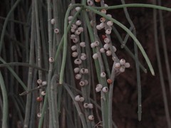 Rhipsalis lindbergiana