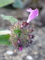 Clinopodium vulgare