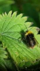 Bombus pratorum