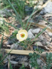 Kallstroemia rosei