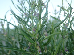 Pombalia verticillata