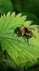 Bombus pratorum