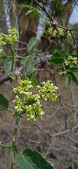 Cissus tiliacea