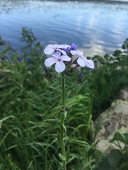 Hesperis matronalis matronalis