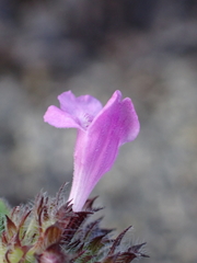 Clinopodium vulgare