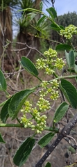 Cissus tiliacea