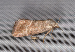 Phyllophila obliterata