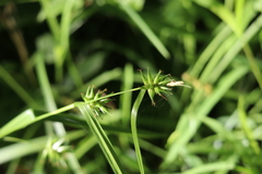 Carex intumescens