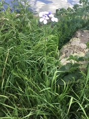Hesperis matronalis matronalis