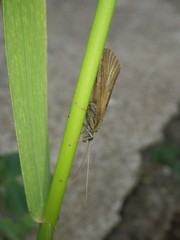 Hydropsyche angustipennis