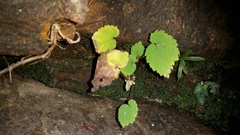 Begonia sutherlandii