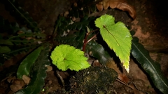 Begonia sutherlandii