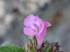 Clinopodium vulgare