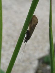 Hydropsyche angustipennis