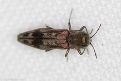 Agrilus lecontei