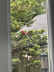 Cardinalis cardinalis
