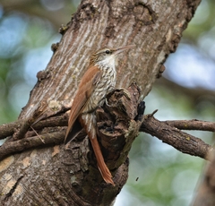 Scaled Woodcreeper photo 3