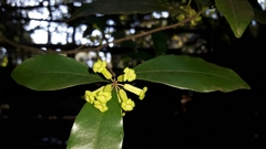 Peddiea africana
