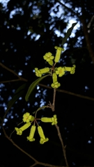 Peddiea africana