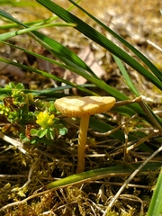 Agaricales