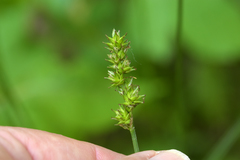 Carex aggregata