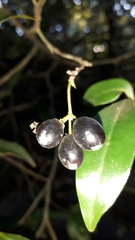 Peddiea africana