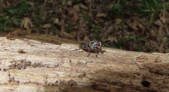 Eustalomyia vittipes