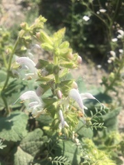 Salvia verbascifolia
