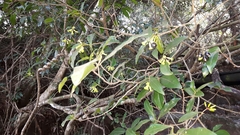 Peddiea africana