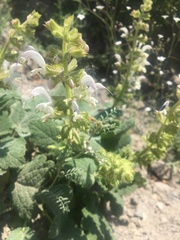 Salvia verbascifolia