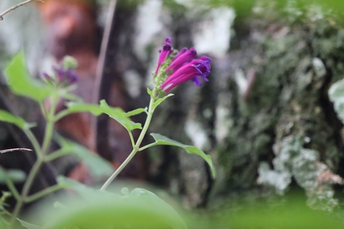 Scutellaria incarnata, photograph 3