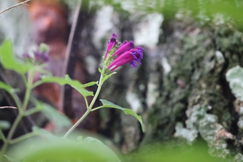 Scutellaria incarnata, photograph 4
