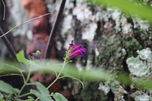 Scutellaria incarnata, photograph 5